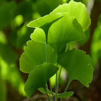 zeneara-ginkgo