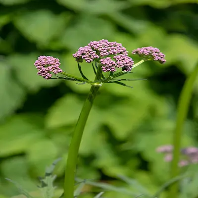 zeneara-pink-valerian